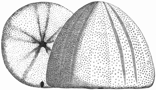 Fig. 400.