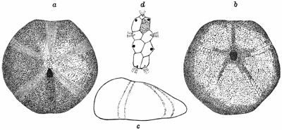 Fig. 406.