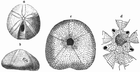 Fig. 409.