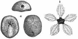 Fig. 410.