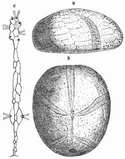 Fig. 413.