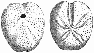 Fig. 416.