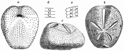Fig. 419.