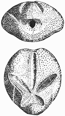 Fig. 423.