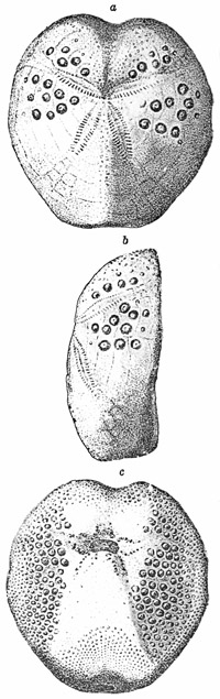 Fig. 425.