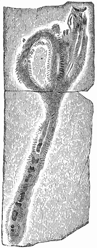 Fig. 428.