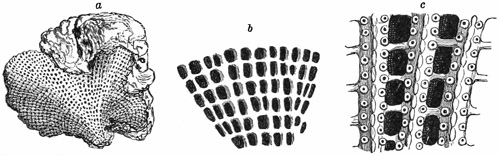 Fig. 435.