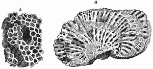 Fig. 448.