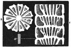 Fig. 459.