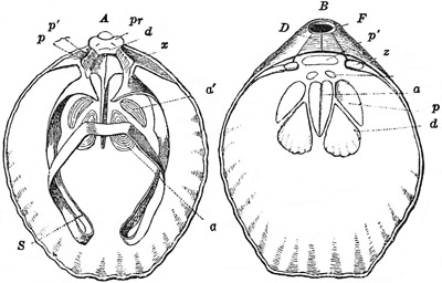 Fig. 467.