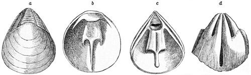 Fig. 479.