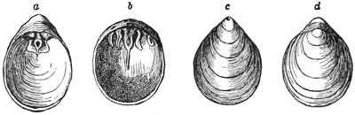 Fig. 480.