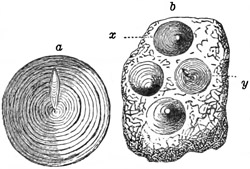 Fig. 481.
