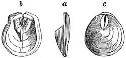 Fig. 482.