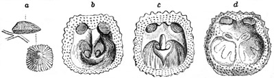 Fig. 483.