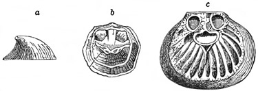 Fig. 485.
