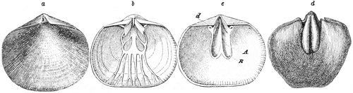 Fig. 486.