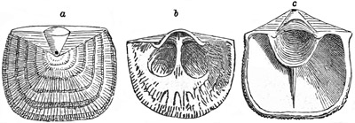 Fig. 490.