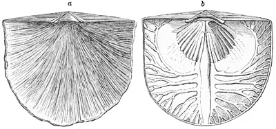 Fig. 491.