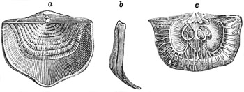 Fig. 492.
