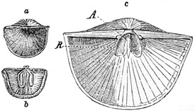 Fig. 493.