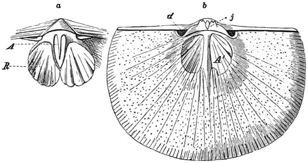 Fig. 495.