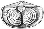 Fig. 496.