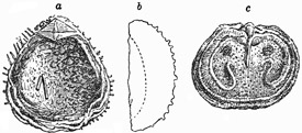 Fig. 498.