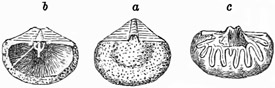 Fig. 505.