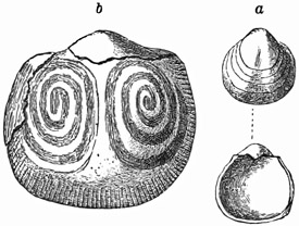 Fig. 508.