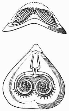 Fig. 509.