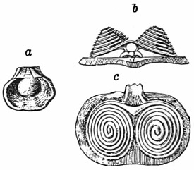 Fig. 510.