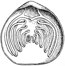 Fig. 513.