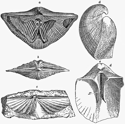 Fig. 514.
