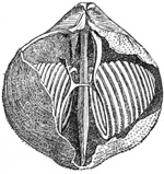 Fig. 515.