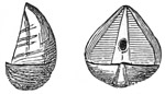 Fig. 516.