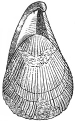 Fig. 518.