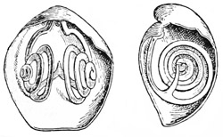 Fig. 519.