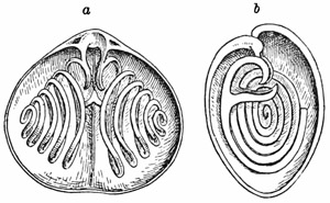 Fig. 520.