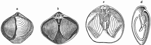 Fig. 524.