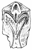 Fig. 525.