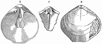 Fig. 526.