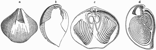 Fig. 527.