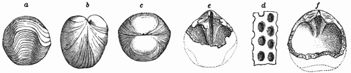 Fig. 528.