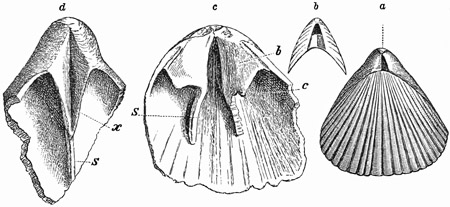 Fig. 529.