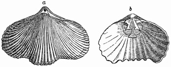 Fig. 534.