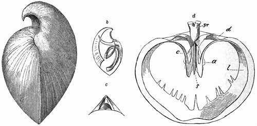Fig. 536.