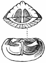 Fig. 538.