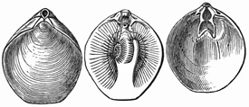Fig. 539.