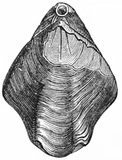 Fig. 541.